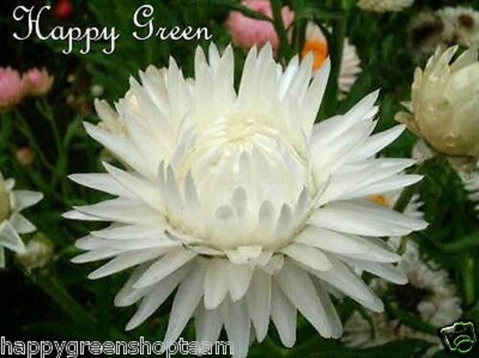 STRAWFLOWER WHITE Helichrysum Bracteatum 900 Seeds Etsy UK