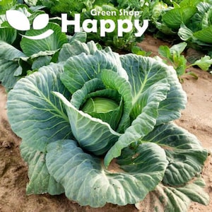 Może przedstawiać: Zbliżenie na dużą, zieloną kapustę o liściastej strukturze. Kapusta rośnie na polu z innymi kapustami. Tekst "Green Shop Happy" jest widoczny w tle.