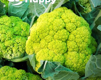 250 Samen Grüner Blumenkohl 'Verde di Macerata' | Brassica oleracea | Alte Gemüsesorte