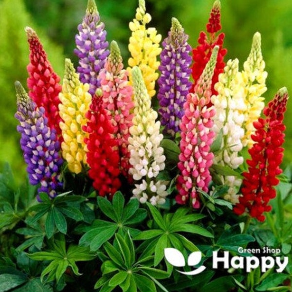 RUSSELL LUPIN MINARETTE dwarf mix- 60 seeds - Lupinus Polyphyllus - flower