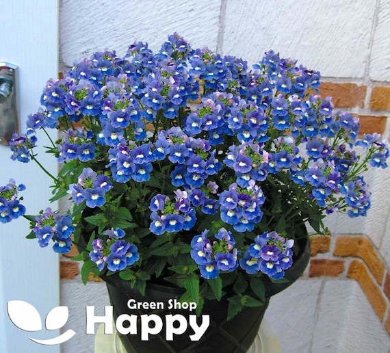 NEMESIA BLUE GEM 2000 Seeds Nemesia Strumosa Etsy UK