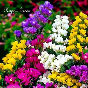 STATICE - 100 SEEDS - mixed colors - dry statice - sea lavender - limonium sinuatum