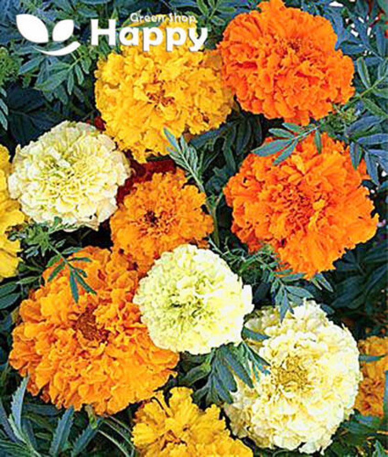 African Marigold Sugar and Spice 300 Seeds Tagetes - Etsy