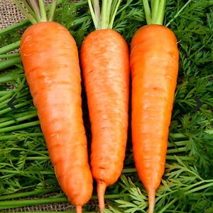 Könnte beinhalten: Drei leuchtend orangefarbene Karotten mit grünen Blättern, die auf einem Bett aus grünem Blattwerk liegen.