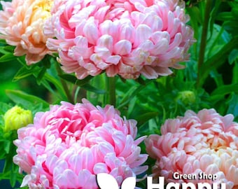 PAEONY ASTER - 150 seeds - Dekicate Pink - Pink Peony - Drought tolerant flower