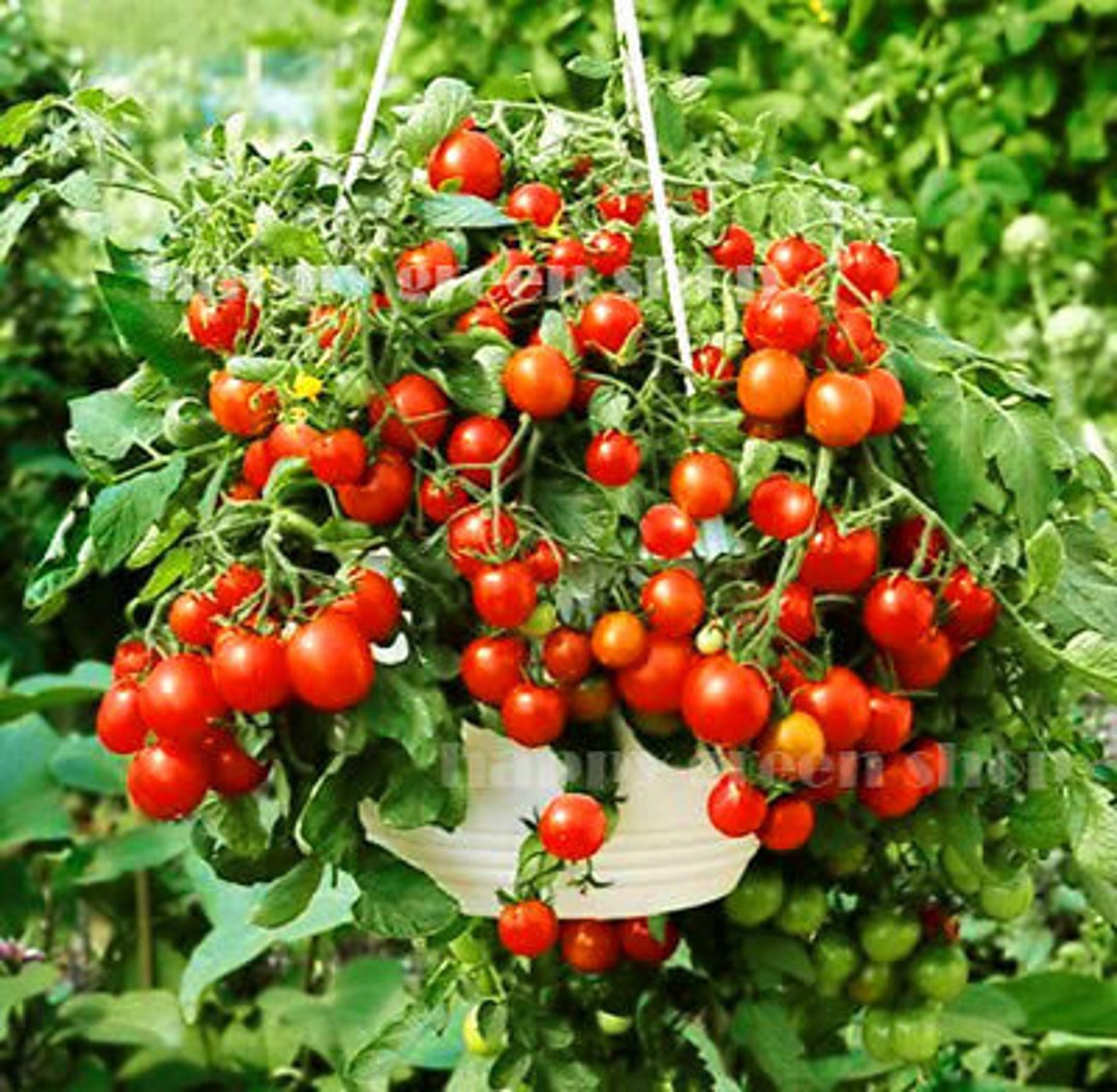 CHERRY TOMATO - BAJAJA - 40 seeds - balcony patio tomato - Etsy 日本