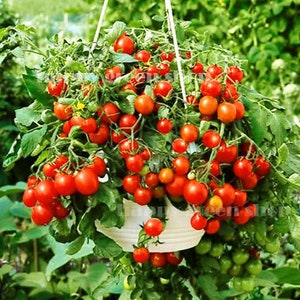 Könnte beinhalten: Ein Hängekorb, der überquillt mit leuchtend roten Kirschtomaten. Die Tomaten sind an der Rebe zusammengedrängt und bilden ein lebendiges Schauspiel von frischen Produkten.