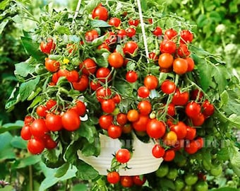 CHERRY TOMATO - BAJAJA - 40 seeds - balcony patio tomato