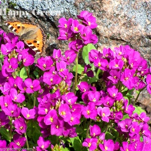 1000 seeds rock cress pink ARABIS CAUCASICA rockery perennial flower image 2