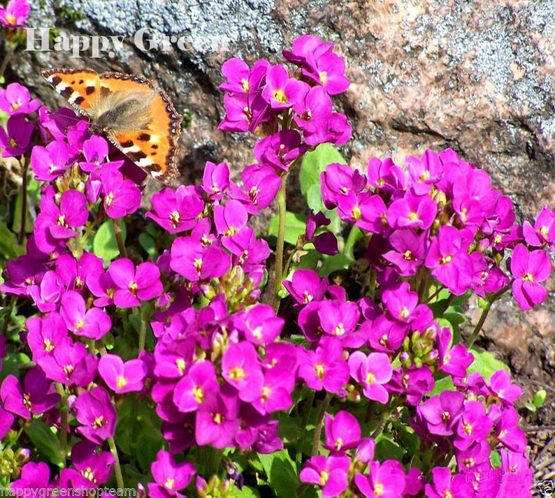 1000 seeds rock cress pink ARABIS CAUCASICA rockery perennial flower image 2