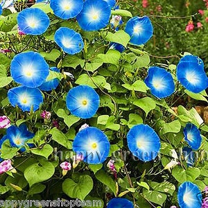 May include: A close-up of a vibrant blue morning glory flower vine with green leaves. The flowers are in full bloom and have a white centre.