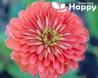 ZINNIA DAHLIAFLOWERED Salamon Queen - 130 SEEDS - Zinnia elegans - cut flower