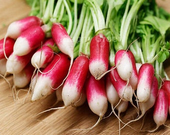 RADISH SEEDS - 1000 seeds - French breakfast - very crispy radish - vegetable seeds