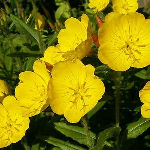 DWARF EVENING PRIMROSE Yellow 50 seeds Rockery Oenothera missouriensis image 4