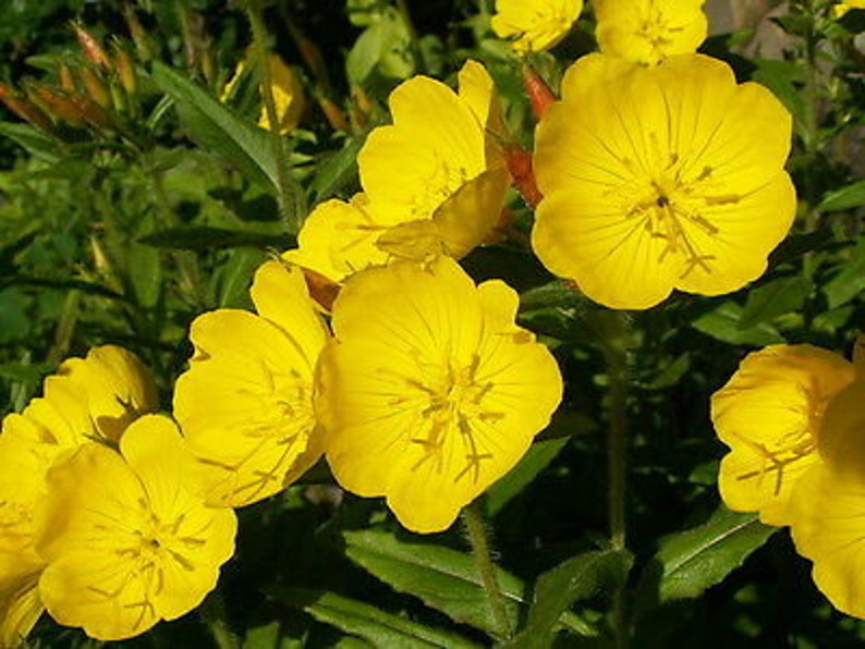 DWARF EVENING PRIMROSE Yellow 50 seeds Rockery Oenothera missouriensis image 4