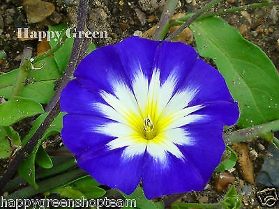 110 seeds Dwarf Morning Glory Red Ensign flower Convolvulus Tricolor