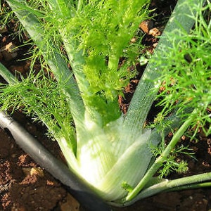 Kraut - FENNEL FLORENCE - Foeniculum vulgare - 500 Samen - Große Zwiebel