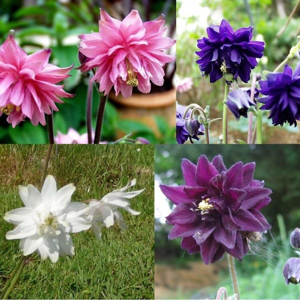 BARLOW MIX - 100 Samen - Akelei - Aquilegia vulgaris var stellata - STAUDE