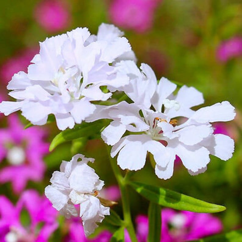 CLARKIA ARIANNE MIXED 1000 seeds Clarkia pulchella Large Double Flower image 5