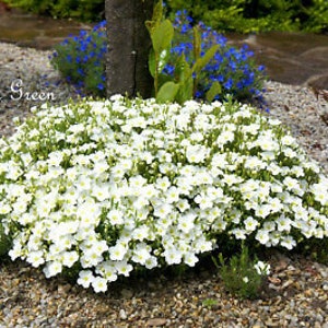 Arenaria White 50 SEEDS Arenaria Montana Perennial Flower Alpine Rock image 4