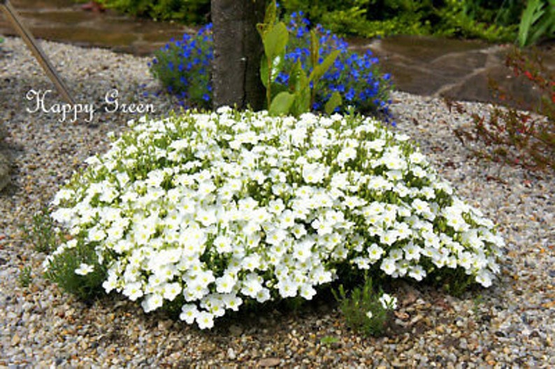 Arenaria White 50 SEEDS Arenaria Montana Perennial Flower Alpine Rock image 4