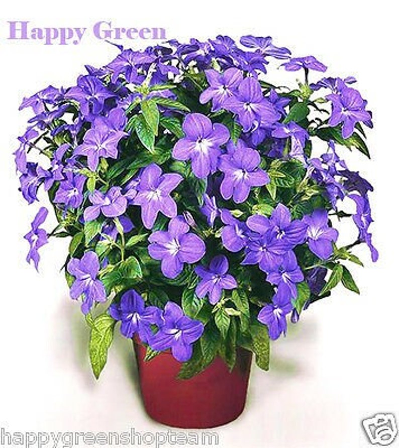 Browallia Amethyst Flower browalia americana 400 seeds easy to grow image 1