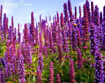 GIANT HYSSOP - 1200 seeds - Agastache mexicana - lavender blue - perennial flower