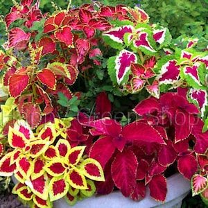 130 seeds Coleus Blumei - Everest formula mix - Exotic Plant seeds