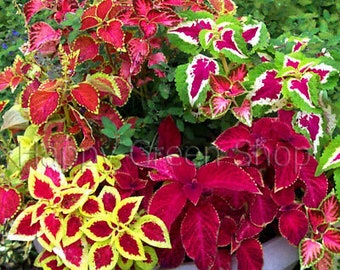 130 semillas Coleus Blumei - Mezcla de fórmula Everest - Semillas de plantas exóticas