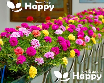 MOSS ROSE LONGBLOOM Double Mixed - 2000 Seeds - Portulaca grandiflora - Flower