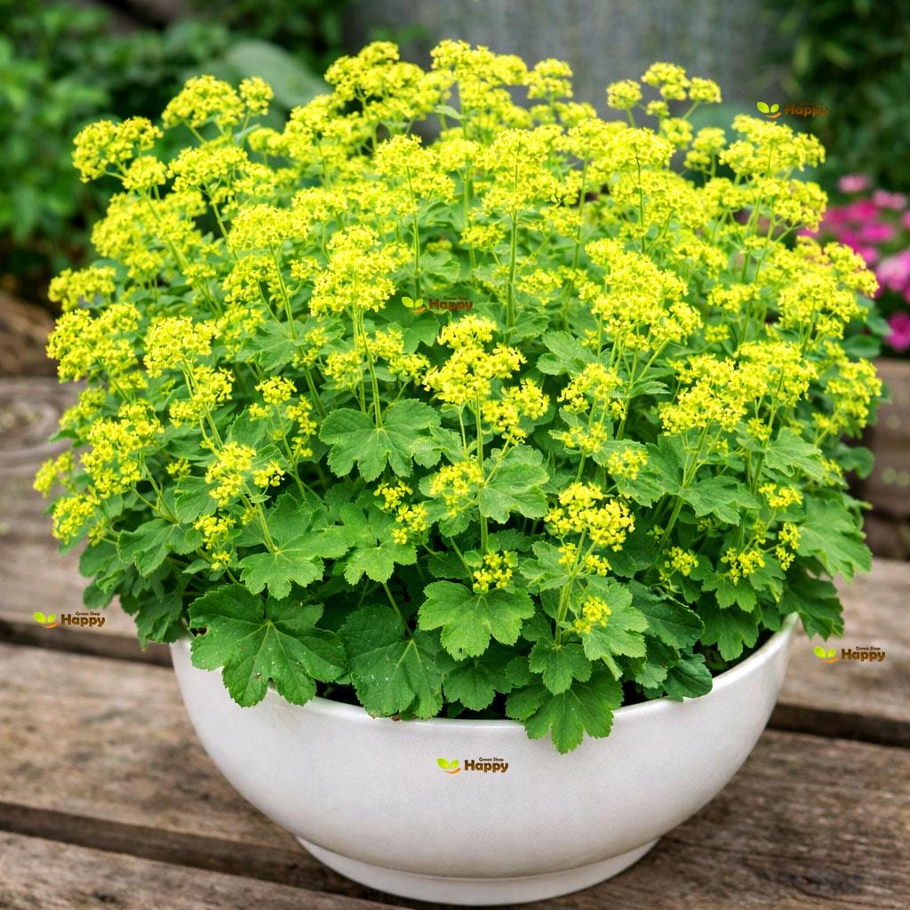 LADY'S MANTLE - 250 Seeds - Alchemilla Mollis - HERB - Flower - Etsy