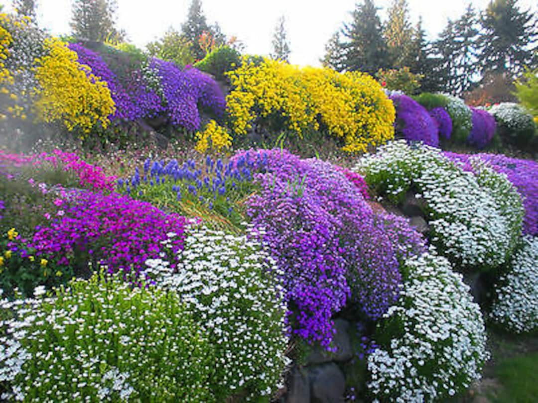 ALPINES ROCKERY GARDEN Mixed Flower Seeds 0.5 G Perennial Etsy