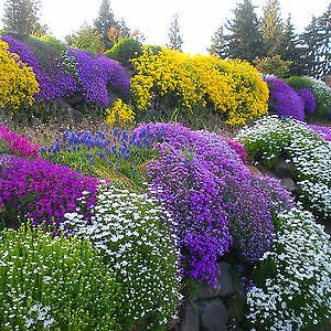 ALPINES - ROCKERY GARDEN gemengde bloemzaden - 0,5 g - vaste plant