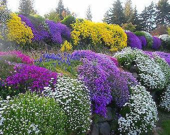 ALPINES - ROCKERY GARDEN Mélange de graines de fleurs - 0,5 g - Vivace