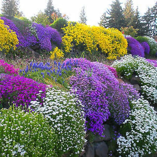 ALPINES - ROCKERY GARDEN Mixed Flower Seeds - 0.5 g - Perennial