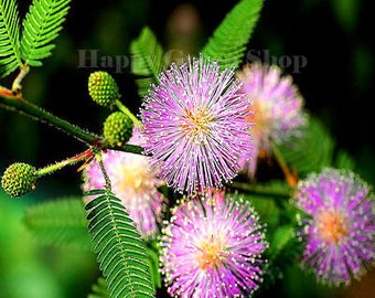 SENSITIVE PLANT - 75 SEEDS - Touch me not - Mimosa pudica