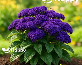 Heliotrope EXTRA DWARF MARINE 130 Seeds Heliotropium
