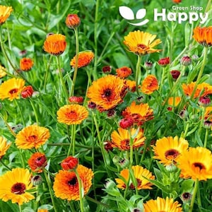 Puede incluir: Un campo de flores de caléndula naranja y amarilla en flor. Las flores están en diferentes etapas de floración, algunas están completamente abiertas y otras todavía en capullo. Las flores están rodeadas de hojas verdes.