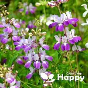 Può includere: Primo piano di un gruppo di fiori viola e bianchi con foglie verdi. I fiori hanno un aspetto delicato e arricciato. L'immagine è etichettata "Happy Green Shop".