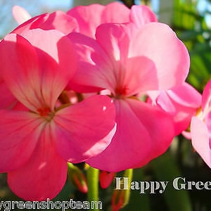 Peut inclure: Gros plan sur des fleurs de géranium rose vif en pleine floraison. Les pétales présentent un dégradé de couleurs, avec des bords roses plus foncés et des centres plus clairs. Le texte "Happy Green" et "happygreenshopteam" est visible.