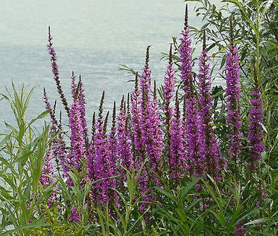 Wildflower Purple Loosestrife Lythrum Salicaria 23 000 SEEDS perennial Wildflower Purple Loosestrife Lythrum Salicaria 23 000 SEEDS perennial