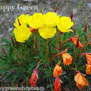 DWARF EVENING PRIMROSE Yellow 50 seeds Rockery Oenothera missouriensis image 2