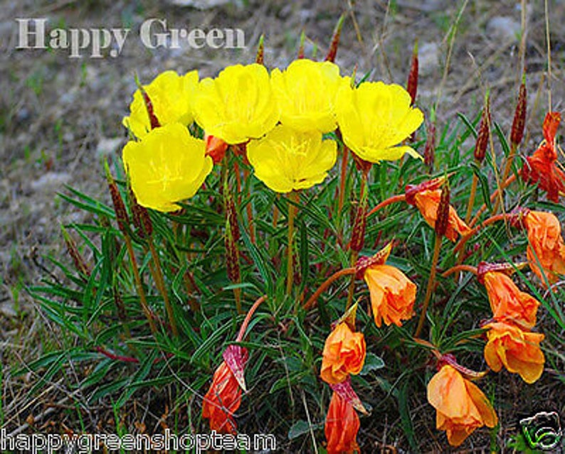 DWARF EVENING PRIMROSE Yellow 50 seeds Rockery Oenothera missouriensis image 2