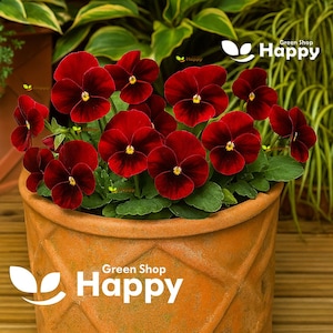 200 Horned Pansy 'Arkwright Ruby' Seeds | Viola cornuta | Ruby Red Perennial Flower