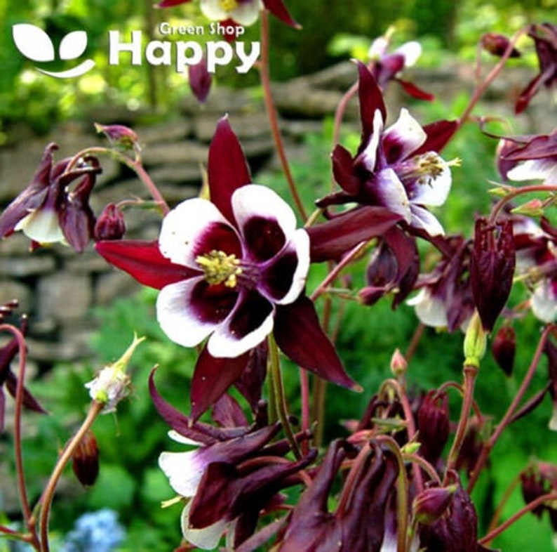 Pu&ograve; includere: Primo piano di un gruppo di fiori di aquilegia di colore marrone scuro con centri bianchi. I fiori hanno un motivo unico, quasi maculato, al centro. I fiori sono in fiore e hanno un aspetto delicato e intricato.