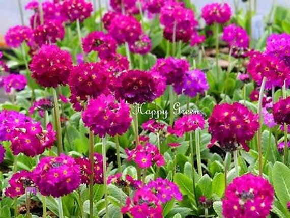 Perennial flower DRUMSTICK PRIMROSE MIX Primula denticulata 850 seeds