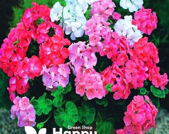 GERANIUM COLORAMA F2 MIX - 10 seeds - Pelargonium zonale - Early Flowering - Balcony Container flower