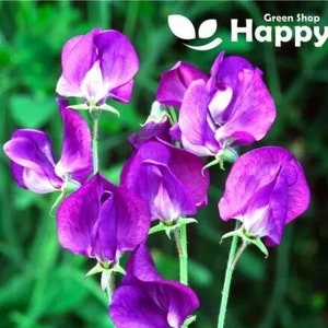 Op de afbeelding: Een bosje paarse geurige erwtenbloemen met witte centra. De bloemen bevinden zich in verschillende stadia van bloei, sommige zijn volledig open en andere nog in knop. De bloemen groeien aan een groene stengel met bladeren.