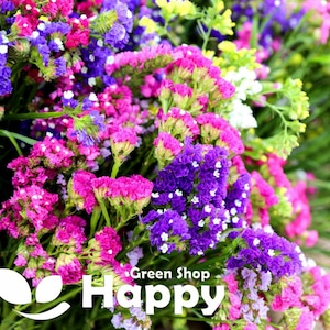 May include: A bouquet of pink, purple, and white flowers. The flowers are arranged in a bunch and have a green stem. The flowers are in focus, and the background is blurred. The text "Green Shop Happy" is visible in the bottom right corner of the image.