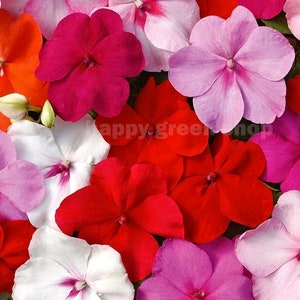 250 seeds BUSY LIZZIE MIX Impatiens Waleriana annual beddig pot flowers image 6